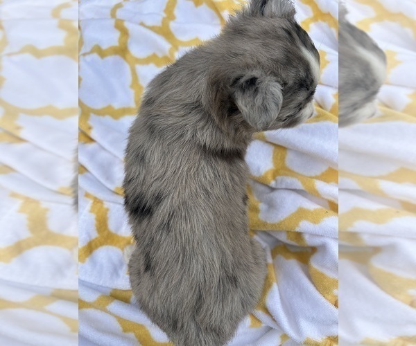Medium Photo #14 Miniature Australian Shepherd Puppy For Sale in BUSH, LA, USA