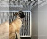 Small German Shepherd Dog