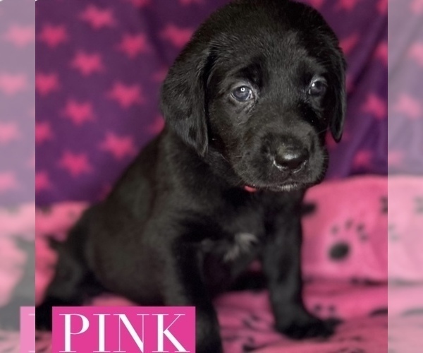 Medium Photo #2 Labrador Retriever Puppy For Sale in OLIVE HILL, KY, USA