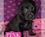 Small Photo #2 Labrador Retriever Puppy For Sale in OLIVE HILL, KY, USA