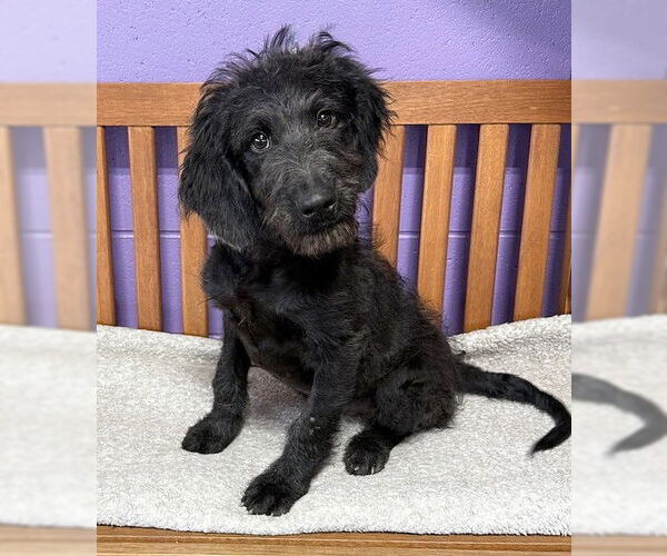 Medium Photo #3 Labrador Retriever-Unknown Mix Puppy For Sale in Genesee, WI, USA