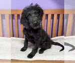 Small #2 Labrador Retriever Mix
