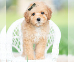Puppy Alfie AKC Poodle (Toy)