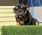 Small #2 English Bulldog