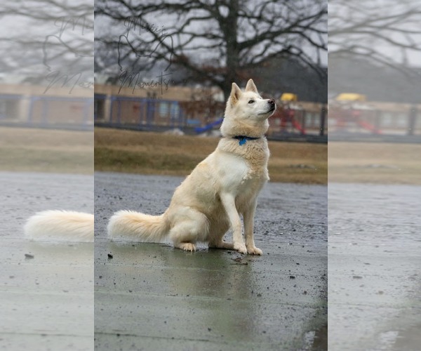 Medium Photo #7 Siberian Husky-Unknown Mix Puppy For Sale in Rustburg, VA, USA