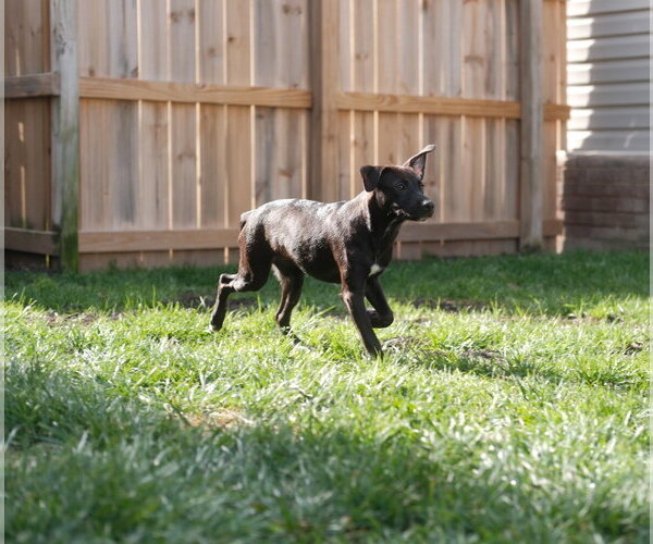 Medium Photo #3 Mutt Puppy For Sale in Virginia Beach, VA, USA