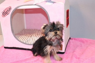 Yorkshire Terrier Puppy for sale in LAS VEGAS, NV, USA