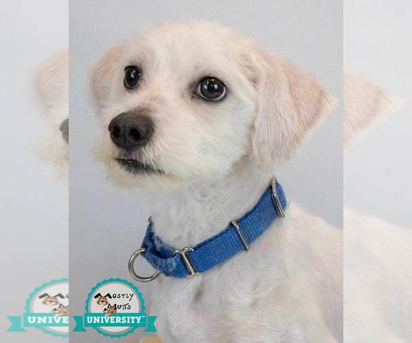 Medium Photo #2 Mutt Puppy For Sale in Kennesaw, GA, USA