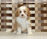 Small #2 Bernedoodle (Miniature)