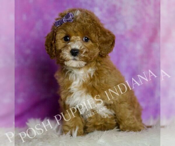 Medium Photo #31 Goldendoodle (Miniature) Puppy For Sale in WARSAW, IN, USA
