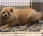 Small Chow Chow