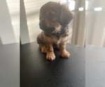Small Photo #3 Shorkie Tzu Puppy For Sale in BUFFALO, NY, USA
