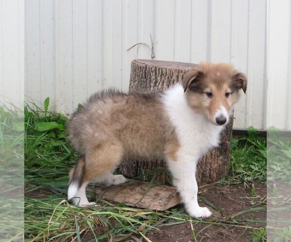 Medium Photo #3 Collie Puppy For Sale in FORT PLAIN, NY, USA