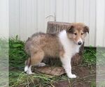 Small #2 Collie