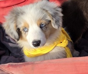 Corgi-Aussie Puppy for sale in MILTON, WI, USA