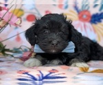 Small Photo #3 Havanese Puppy For Sale in LANCASTER, PA, USA