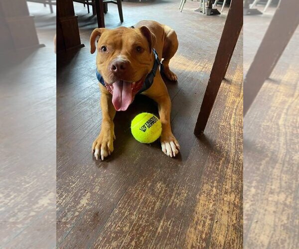 Medium Photo #5 American Pit Bull Terrier-Unknown Mix Puppy For Sale in Lockport, NY, USA