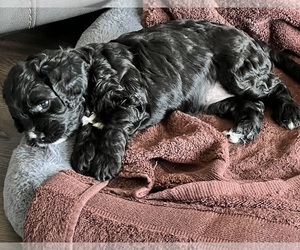 Cavalier King Charles Spaniel-Poodle (Toy) Mix Puppy for sale in LONG BEACH, CA, USA