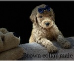 Small Photo #24 Goldendoodle Puppy For Sale in CROTON, MI, USA