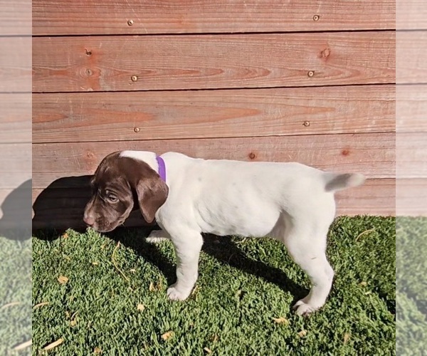 Medium Photo #1 German Shorthaired Pointer Puppy For Sale in VAIL, AZ, USA