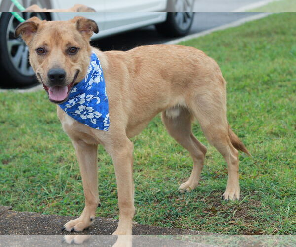 Medium Photo #3 American Pit Bull Terrier-Golden Retriever Mix Puppy For Sale in Cookeville, TN, USA