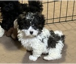 Small #1 Shih-Poo