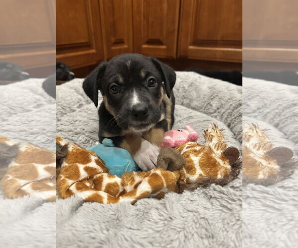 Medium Photo #1 Australian Shepherd-Unknown Mix Puppy For Sale in Plainfield, IL, USA