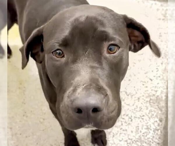 Medium Photo #2 American Pit Bull Terrier-Labrador Retriever Mix Puppy For Sale in Houston, TX, USA
