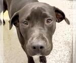 Small #1 American Pit Bull Terrier-Labrador Retriever Mix