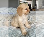 Small Photo #78 Goldendoodle (Miniature) Puppy For Sale in PENSACOLA, FL, USA