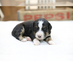 Bernedoodle-Poodle (Miniature) Mix Puppy for sale in GOSHEN, IN, USA