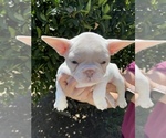 Small Photo #1 French Bulldog Puppy For Sale in VALLEJO, CA, USA