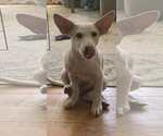 Small #6 Mutt