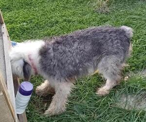 Mother of the Sheepadoodle puppies born on 10/11/2023