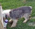 Small Photo #1 Sheepadoodle Puppy For Sale in BUCKHANNON, WV, USA