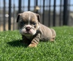 Small #4 English Bulldog