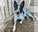 POP - Male Texas Heeler Dog for Adoption - Small photo
