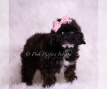 Small Photo #6 Poodle (Toy) Puppy For Sale in WARSAW, IN, USA