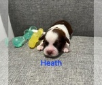 Puppy Heath Zuchon