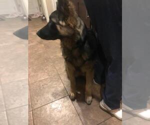 Akita-German Shepherd Dog Mix Puppy for sale in BRKN ARW, OK, USA