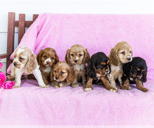 Cocker Spaniel Litter for sale in WAKARUSA, IN, USA