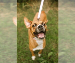 Mochie - Female Boxador Dog for Adoption - Photo #2