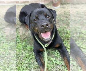 Rottweiler Dogs for adoption in Virginia Beach, VA, USA