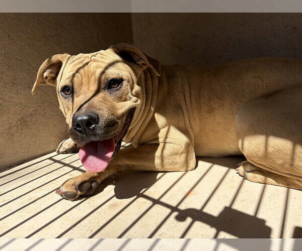 Medium Photo #1 Mutt Puppy For Sale in Oklahoma City, OK, USA