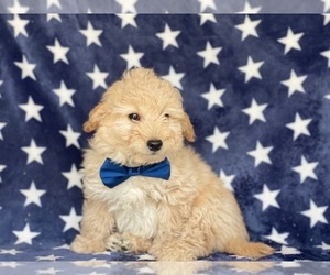 Goldendoodle Puppy for sale in LANCASTER, PA, USA