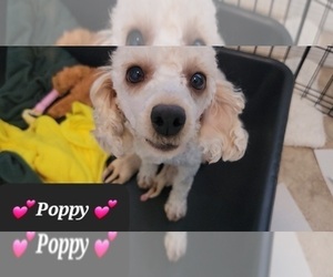 Mother of the Havapoo puppies born on 11/05/2025