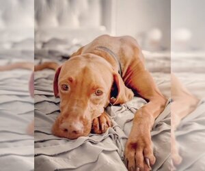Vizsla Dogs for adoption in Miami, FL, USA