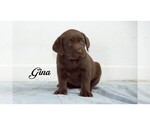 Small Photo #8 Labrador Retriever Puppy For Sale in CLARE, MI, USA