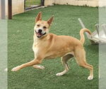 Small #11 Akita Mix