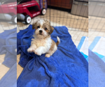 Image preview for Ad Listing. Nickname: Sadie